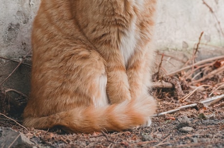 猫眼专业版 软件介绍猫眼专业版