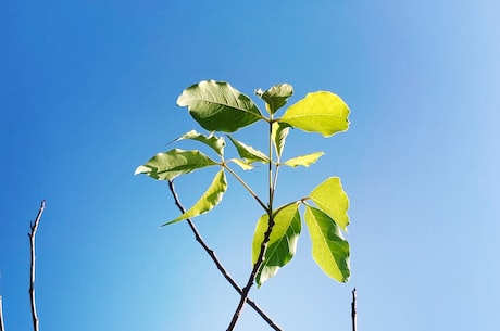 抢庄牛牛，快来实战体验！