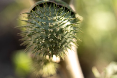 东莨菪碱：一种重要的药物成分