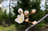 花蟹(你不知道的花蟹秘密)