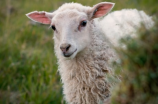 小尾寒羊：中国古老的羊品种