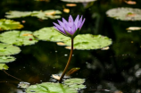 石蒜花(探秘石蒜花：美丽而神秘的花卉)